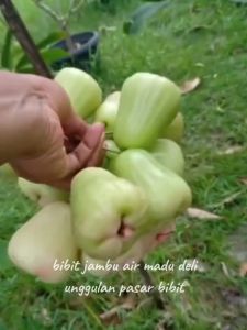 Bibit Tanaman Buah Jambu Air Madu Deli Hijau