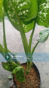 Cây vạn niên thanh( cây to đẹp)