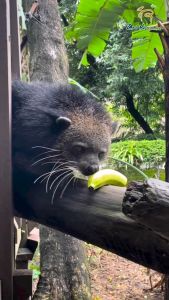 Zoo Negara - Adopt our Tushee