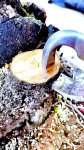 Cạp tròn cạp xéo tỉa cây cảnh Bonsai – Kìm cạp thép không gỉ sắc bén bền bỉ cho nghệ nhân Bonsai