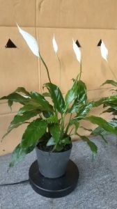 Cây Hoa Lan Ý để bàn cây phong thủy (hợp mệnh thủy) trang trí nhà cửa văn phòng.