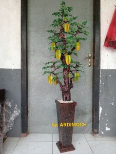 Bonsai Buah blimbing tinggi 130 cm