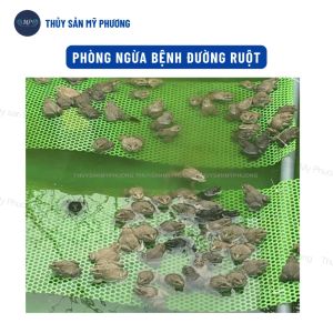 Men đường ruột LACTOBIO EFF ngừa benh tiêu hóa chướng hơi sình bụng ăn không tiêu tăng sức đề kháng nuôi tôm cá ếch lươn ba ba