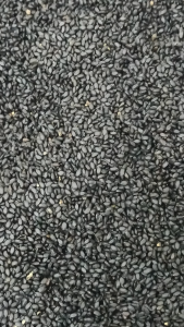 九层塔种子 100g Basil Seeds Biji Selasih 罗勒籽 明角只