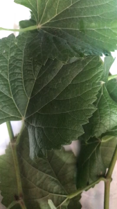 🌱🌱กิ่งองุ่นป่า 1613 สำหรับนำไปติดตาเอง พร้อมส่ง