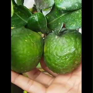 PAKET 10 Bibit Tanaman Jeruk Purut atau Jeruk Bumbu