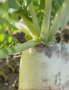 Biji Bernih Lobak Putih BesarGiant Radish Seeds (30 seeds)