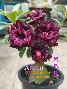 Adenium kemboja bonsai ID:972/富贵花