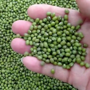 Đậu xanh sạch nấu chè làm giá đỗ - 1kg loại 1