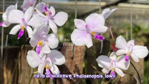 ผีเสื้อชมพู Phalaenopsis lowii - เอื้องผีเสื้อชมพู กล้วยไม้ป่าแท้หายาก ดอกตามภาพตัวอย่าง ขนาดที่จัดส่งตามภาพ 1 ไม้/ดมกล้วยไม้