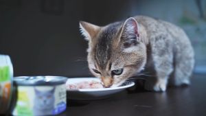 Pate Mèo Súp Cá Ngừ Trắng Nguyên Miếng Meowow (Lon 80g)