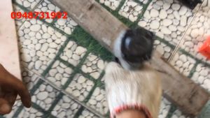 Máy Bắn Đinh Ghim U1013J - TCK Dùng Hơi - Súng bắn đinh vuông U1013J - Đài Loan