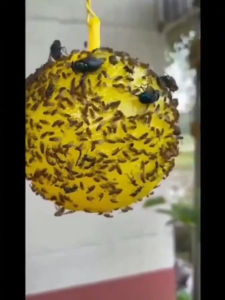 ฉีด1ครั้ง ล่อแมลงวันต่อเนื่อง6เดือน สารล่อแมลงวันทอง สเปรย์กาว อัพเกรดสูตรใหม่ สเปรย์ดักแมลงวันทอง สเปรย์กาวกำจัดแมลงวัน