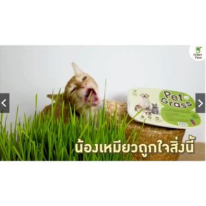 [2 กล่อง] Pet Grass ชุดปลูกหญ้า ต้นข้าวสาลีอ่อนออร์แกนิคสำหรับสัตว์เลี้ยง