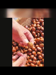 เกาลักญี่ปุ่นคั่วสุกหอมมันอร่อยเยาวราช板栗炒