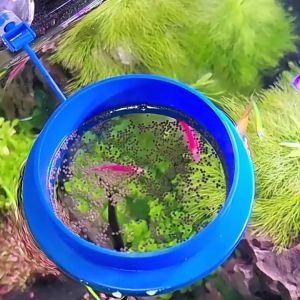 Fish tank feeder small fish feed feeder aquarium floating feeding ring fish food buoyancy feeder