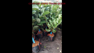 CÂY ỔI RUBY RUỘT ĐỎ. Cam kết chuẩn giống 100% CÂY CAO 70CM -120CM TUỲ THEO LÔ CÂY KHOẺ ĐẸP NHIỀU RỄ