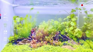 Rennas 10g Aquarium Water Plant Seed Glossostigma Hemianthus Easy Growing Aquatic Grass Fish Tank