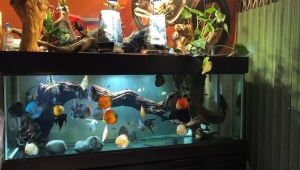 Cám Bessn Symphysodon thức ăn dinh dưỡng giàu đạm Vitamin và hỗ trợ lên màu cá dĩa+KHOÁNG BỔ SUNG+CHẤT KẾT DÍNH