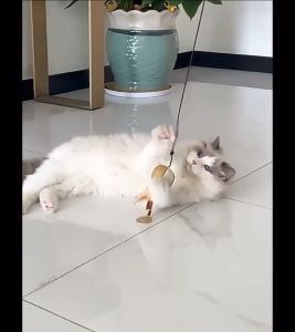 [READY STOCK] OyenPaw Cat teaser wand/Mainan Kucing Tongkat