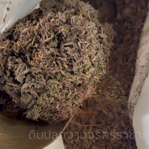 (ส่งฟรี)แกลบดิบเก่า 1 กระสอบ(7-10 kg.) แกลบเก่า คล้ายแกลบหมัก ใช้เวลาจัดส่ง 5-7 วันทำการ ส่งฟรี