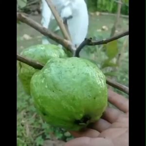 Bibit Tanaman Jambu Kristal Putih Non Biji