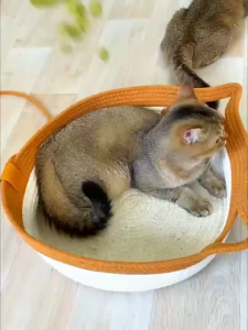 【SG Stock】Cat Grass Freeze Dried Granules Snack Cat Food Granules Promote Hair Ball Discharge