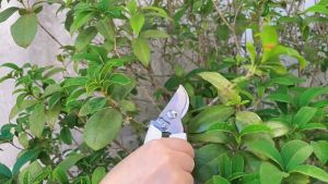 🎈พร้อมส่งจากไทย🎈กรรไกรตัดแต่งกิ่งไม้ กรรไกรตัดกิ่ง แต่งกิ่งปากโค้ง และปากตรง แบบสเตนเลส ด้ามจับ pe