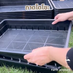 ถาดไดโซะ ถาดปลูกผัก (อย่างหนา) ถาดเพาะกล้าแคคตัส | แพ็กประหยัด ส่งไว!