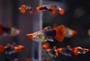GUPPY KOI PLANTINUN SHORT BODY PAIR