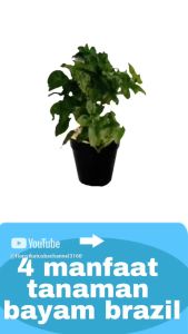 Tanaman Herbal Bayam Brazil: Kesehatan & Pertumbuhan