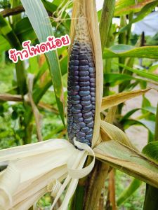 ข้าวโพดน้อย (เมล็ดพันธุ์แท้) 30 เมล็ด