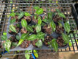 Alocasia venom กระถาง 4"