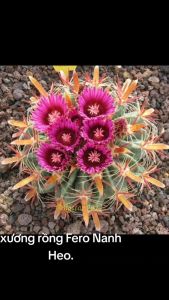Xương Rồng Fero Nanh heo. Đơn >100k tặng 3 cây xr Quà Tặng Cây Xanh Kích Thước 5,5Cm 6Cm - Lazada