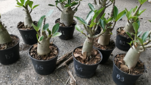 Pokok Bunga Kemboja "Thai Soco" (akar asal)/"Thai Soco" Adenium Plant(original root)/"Thai Soco"沙漠玫瑰原根