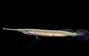 Forest Halfbeak/Ornamental fish/Freshwater/Readystock