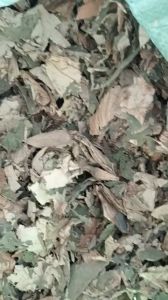 100g trà lá sen sấy khô