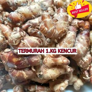Bumbu Dapur Kencur segar 1kg cikur murah segar