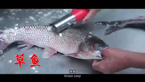 250w Portable Cordless Electric Fish Scaler Waterproof Fish Scale Remover Fish Scraper Fish Scale Remover 6800mAh Special for Selling Fish