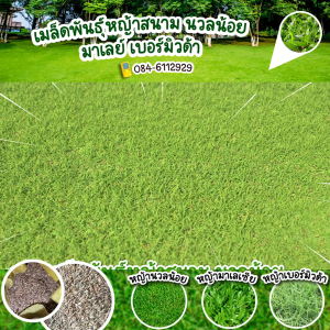 เมล็ดหญ้านวลน้อย 100 กรัม แถมฟรีปุ๋ย เร่งราก เร่งโต เข้มข้น ปลูกได้ 25-50 ตรม พร้อมส่ง