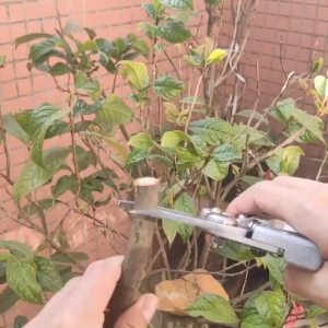 กรรไกรตัดแต่งกิ่งไม้ผล นำเข้าจากญี่ปุ่น ใบมีดเกรด SK5