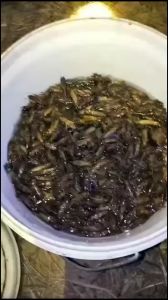 ชุดเสียงล่อแมงจีซอน เสียงชัด ดังไกล เปิดได้ทั้งคืน