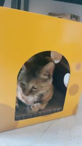 บ้านแมว ราคาล่าสุด 2 ชั้น EGG ลับเล็บชีส กัญชาแมว ที่นอน ของเล่นแมว ลับเล็บได้ ที่ลับเล็บแมว COD