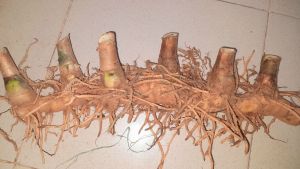 Củ cây cát lồi  - củ cây mía dò