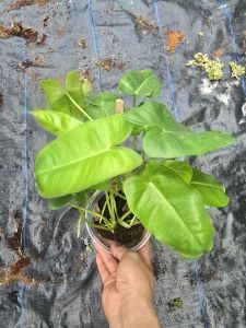 cây tỷ phú giống