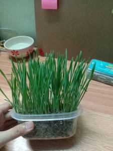 🌱ชุดปลูกข้าวสาลี🌱 หญ้าแมวแบบกล่อง ครบชุดพร้อมปลูก ต้นอ่อนข้าวสาลี หญ้าเเมว สำหรับสัตว์เลี้ยง หญ้าแมว