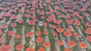 Nước tinh chất nấm linh chi thanh xuân