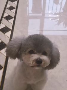 30pcs Mixed Flavor Pet Sausage Snacks: Beef Chicken Duck - 15g/pc - Suitable for Dog Training and Cat Treats High Quality