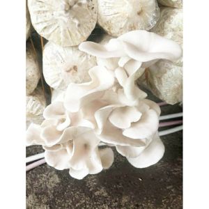10 PCS. OYSTER MUSHROOM FRUITING BAG -GROWING MEDIA