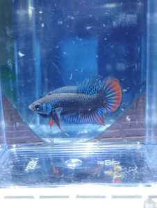 Original Betta imbellis male 1pcs ⚠️NO COD⚠️